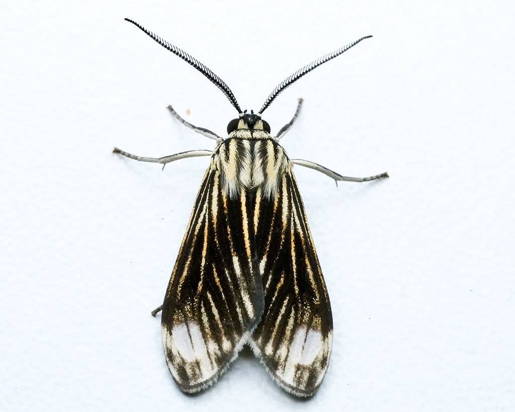 Hyaleucerea costinotata