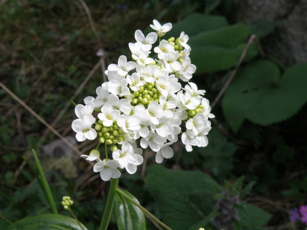Eutrema integrifolium