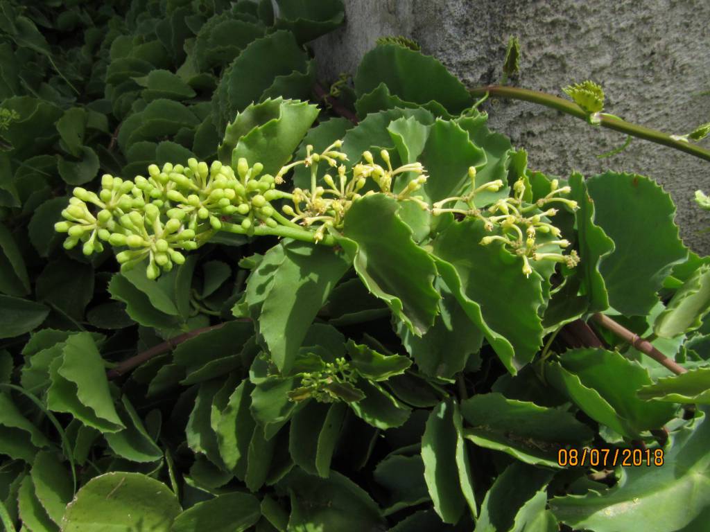 Ampelocissus latifolia