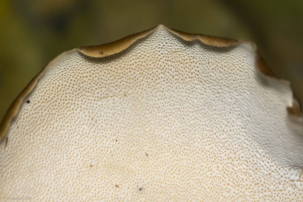 Polyporus badius - Полипорус каштановый