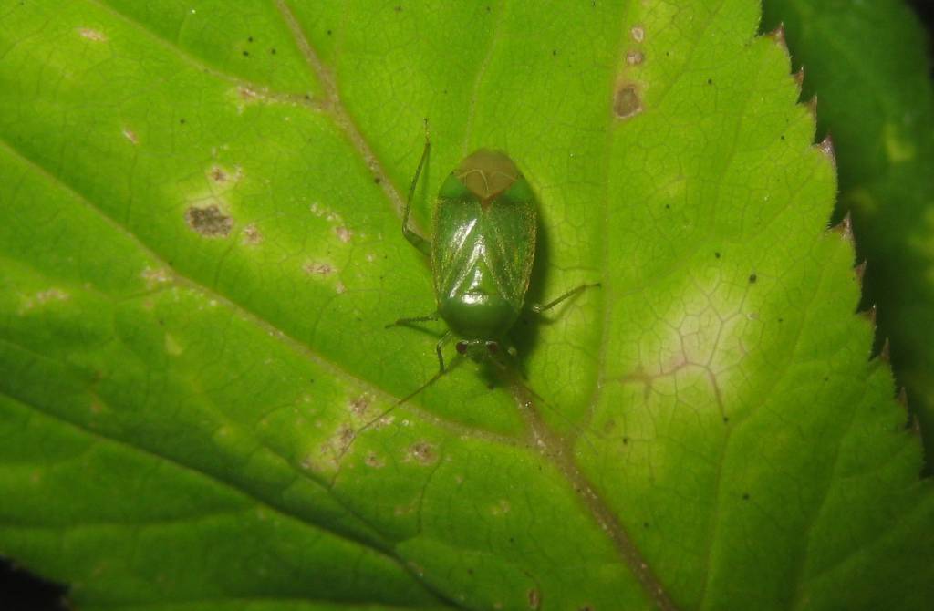 Miridae gen. sp. (3)