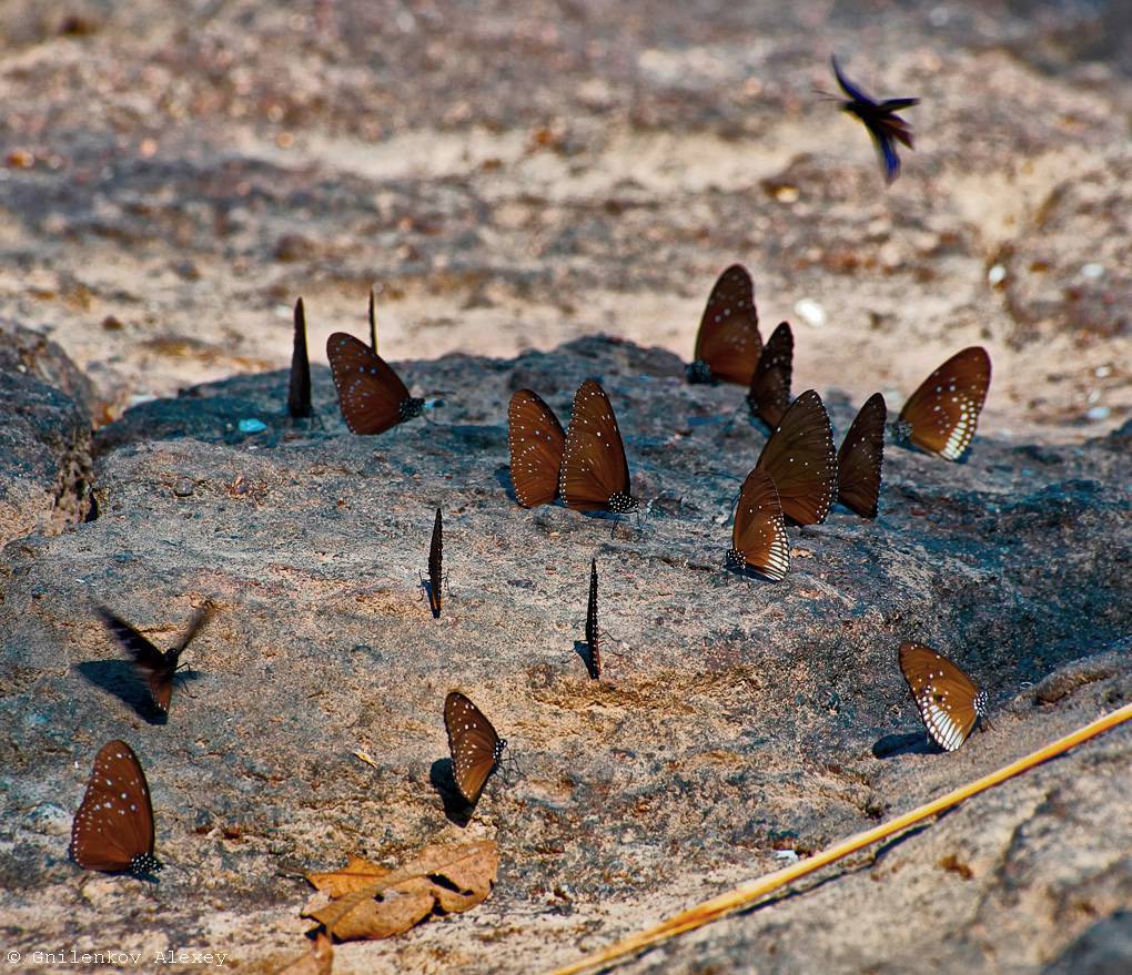 Бабочки ЛАО (групповое фото)