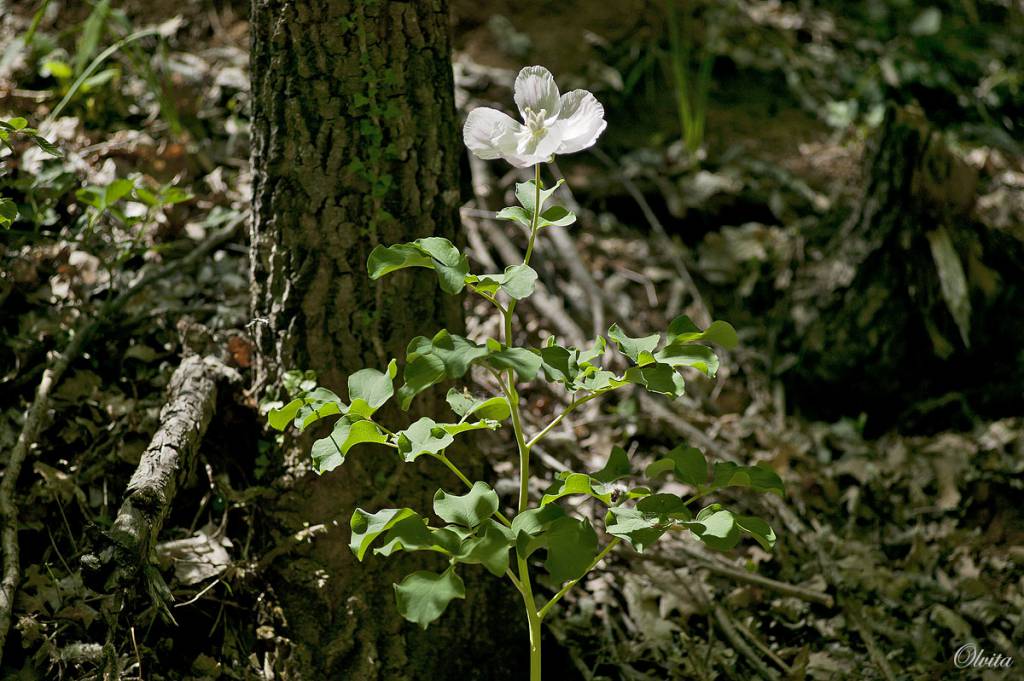 Paeonia daurica - Пион крымский, также пион таврический, пион триждытройчатый