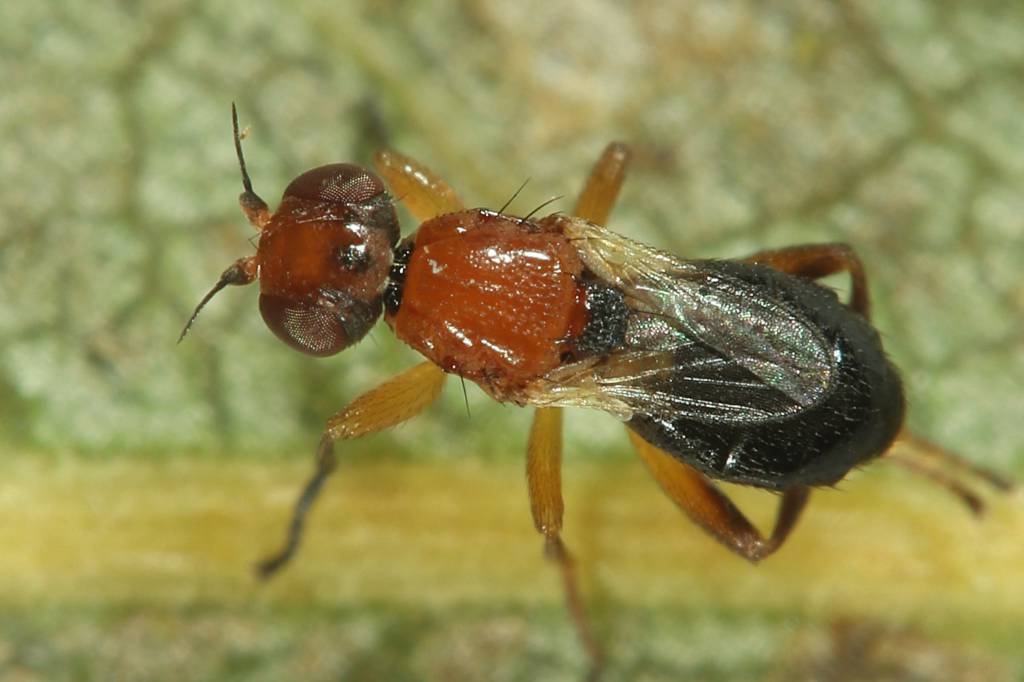 Elachiptera brevipennis