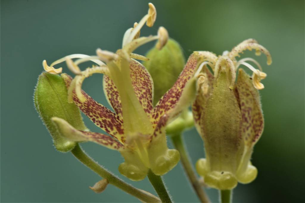 Tricyrtis latifolia - Трициртис широколистный