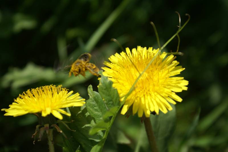 Взлетающая пчела в пыльце одуванчика