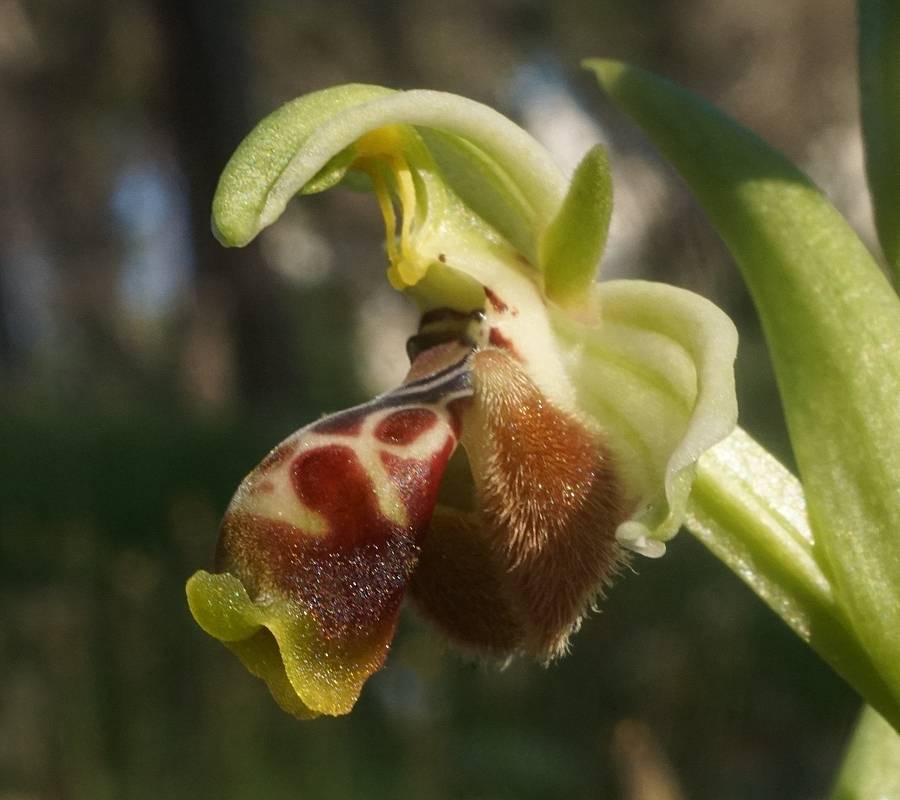Ophrys umbilicata - Офрис пупочная