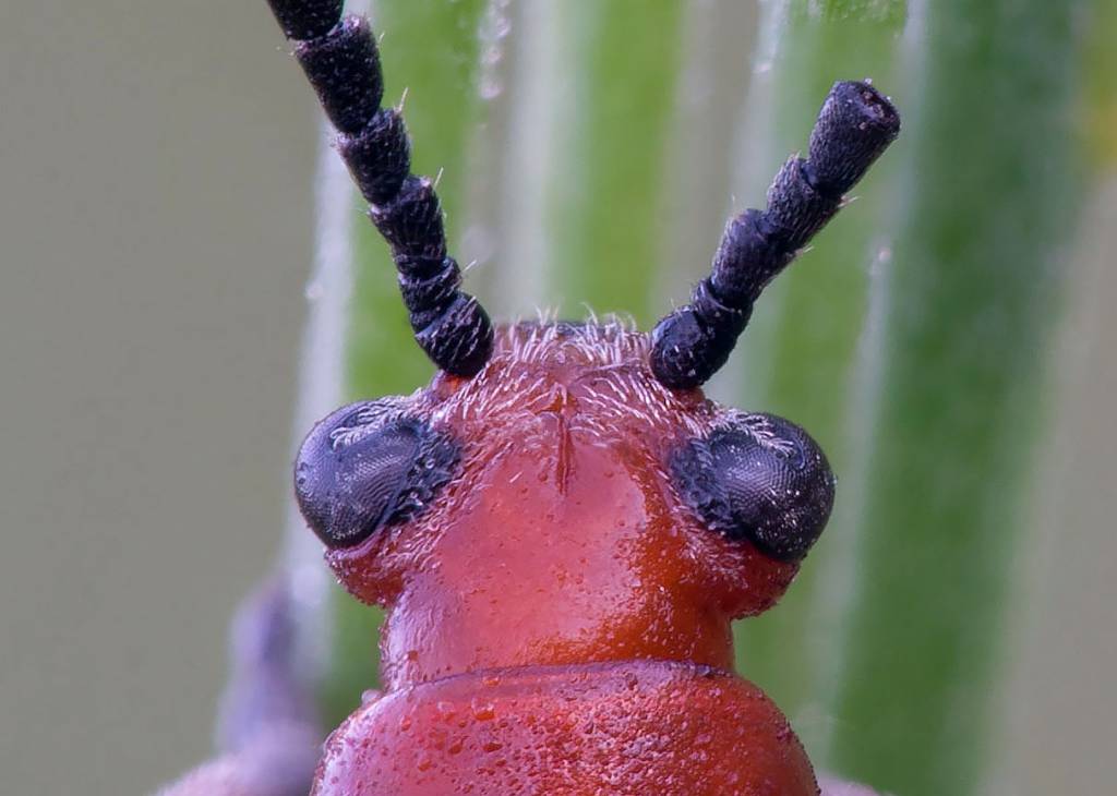 Crioceris duodecimpunctata - Трещалка 12 точечная (спаржевая)
