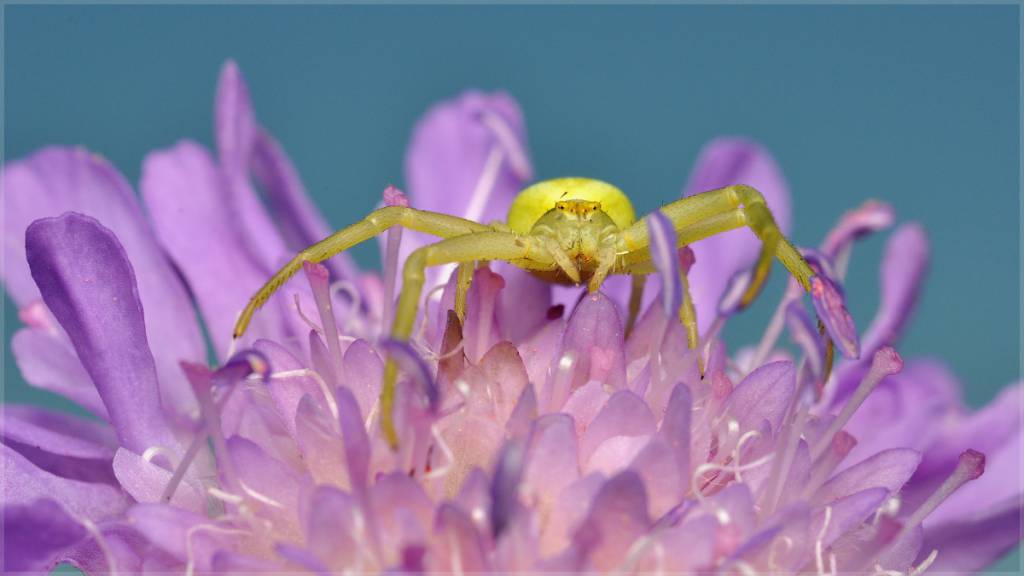 Цветочный паук-бокоход
