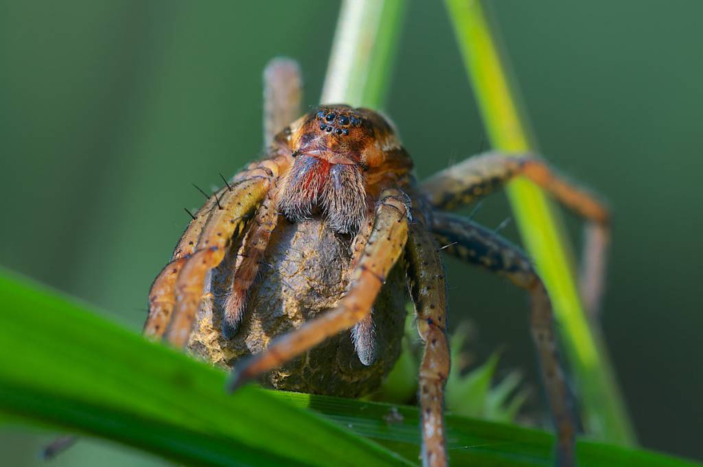 Самка паука с коконом