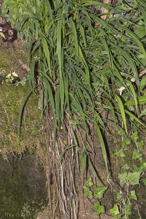 Brachypodium sylvaticum - Коротконожка лесная