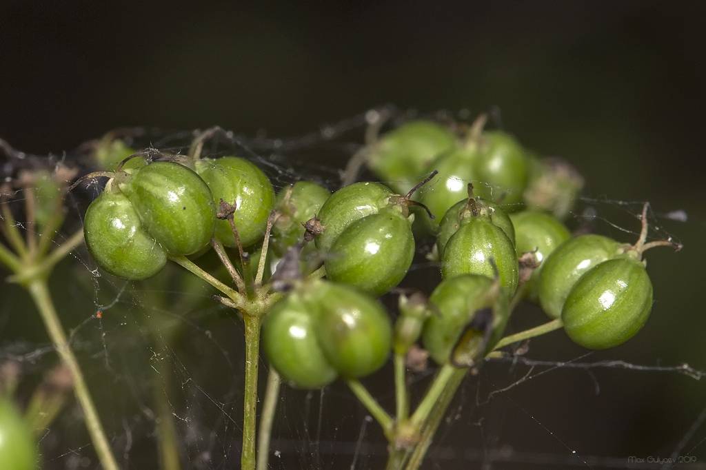 Physospermum cornubiense - Вздутосемянник корнубийский