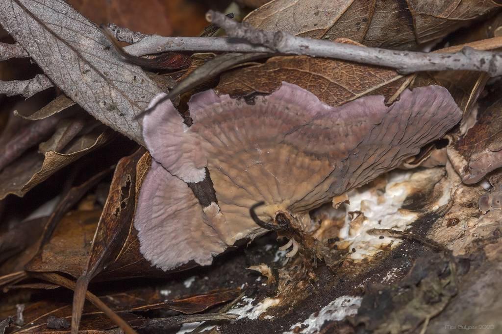 Chondrostereum purpureum - Хондростереум пурпурный