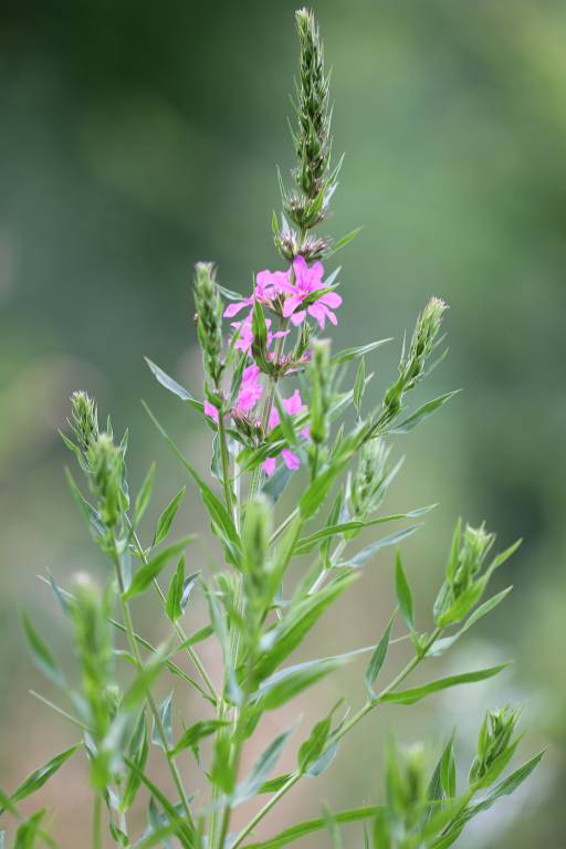 Lythrum salicaria - Дербенник иволистный, или Плакун-трава