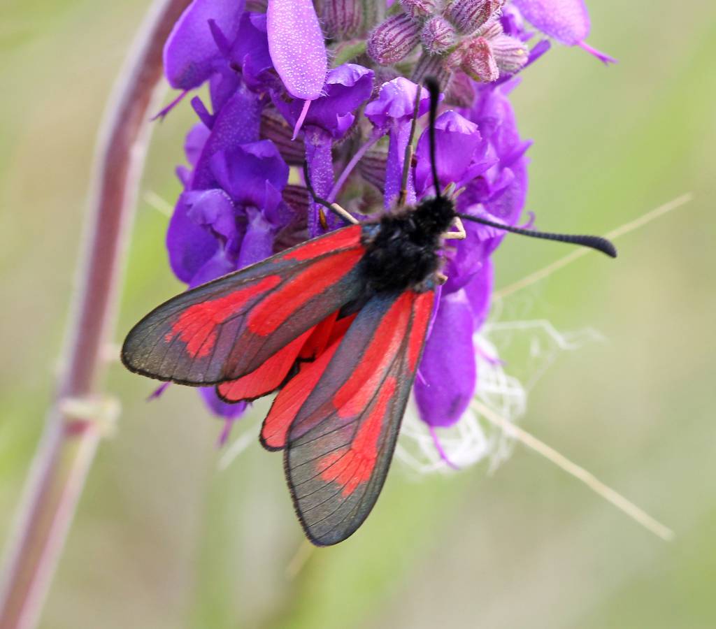 Zygaena purpuralis - Пестрянка пурпурная