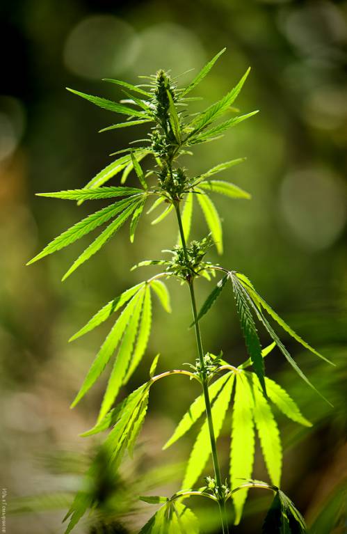 Cannabis sativa - Конопля посевная
