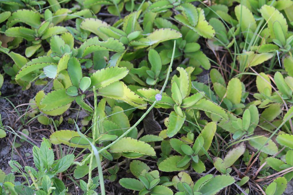 Bryophyllum pinnatum - Каланхоэ перистое