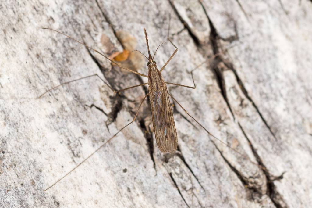 Anopheles maculipennis
