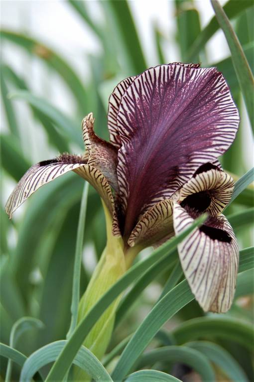 Iris grossheimii