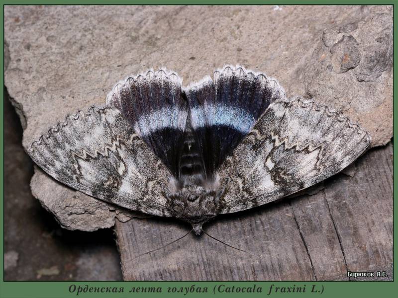 Catocala fraxini - Орденская лента голубая