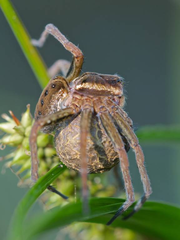 Самка паука с коконом