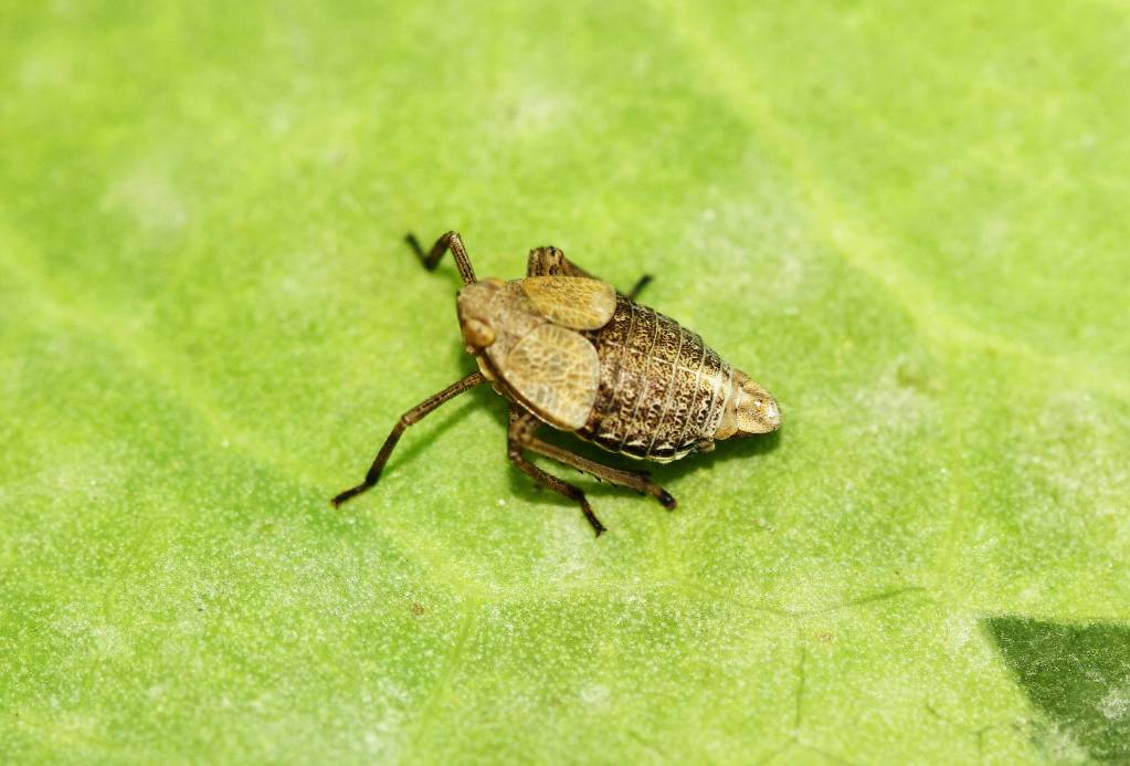 Dictyopharidae -1