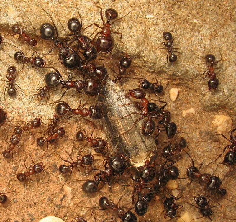 Сонник муравьи много. Муравьи в муравейнике. Муравейник для муравьев. Гнездо муравьев. Муравей трудяга.