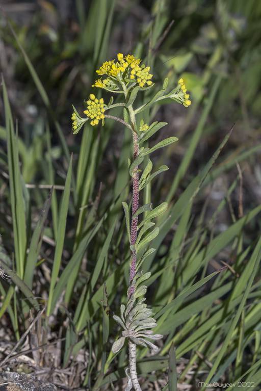 Odontarrhena obtusifolia - Бурачок туполистный