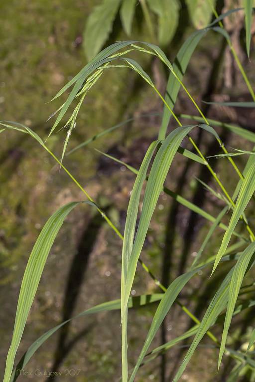 Brachypodium sylvaticum - Коротконожка лесная