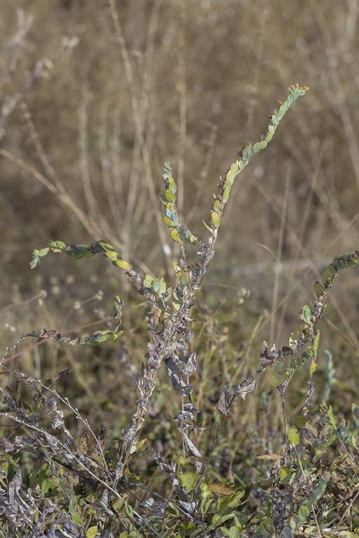 Cerinthe minor subsp. minor