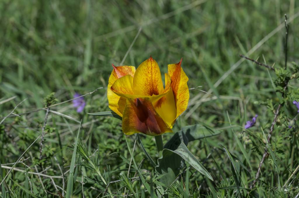 Tulipa greigii - Тюльпан Грейга