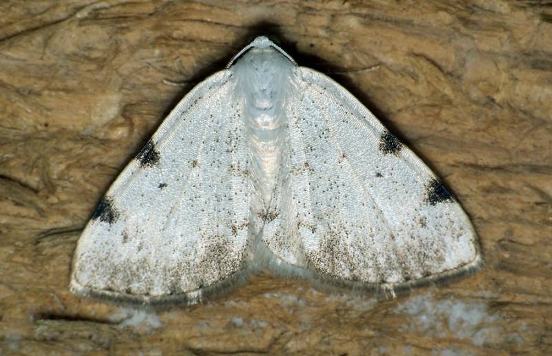 Lomographa bimaculata - Пяденица цельнокрайняя пятнистая (двупятнистая)