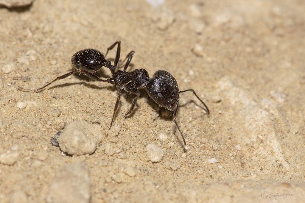 Messor structor - Степной муравей-жнец, или европейский муравей-жнец
