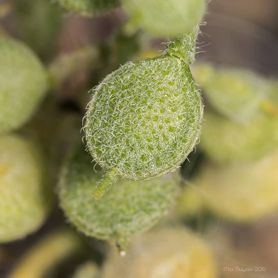 Alyssum hirsutum - Бурачок шершавый