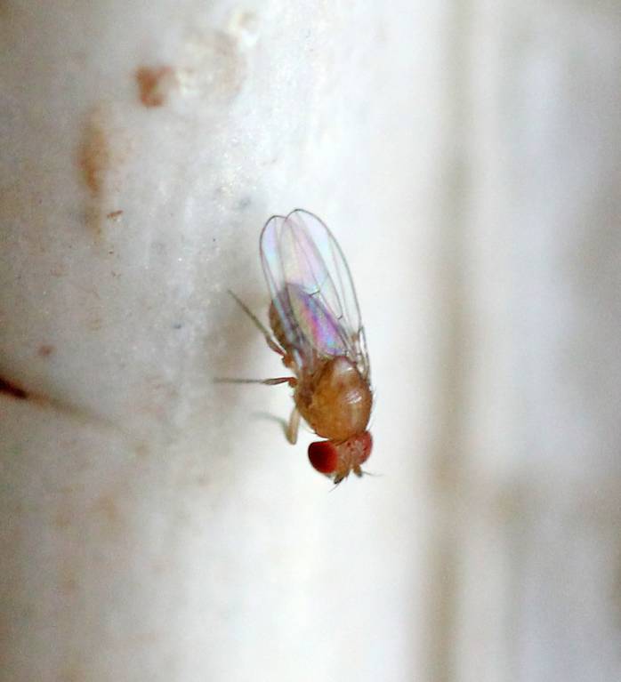 Drosophila suzukii - Дрозофила сузуки