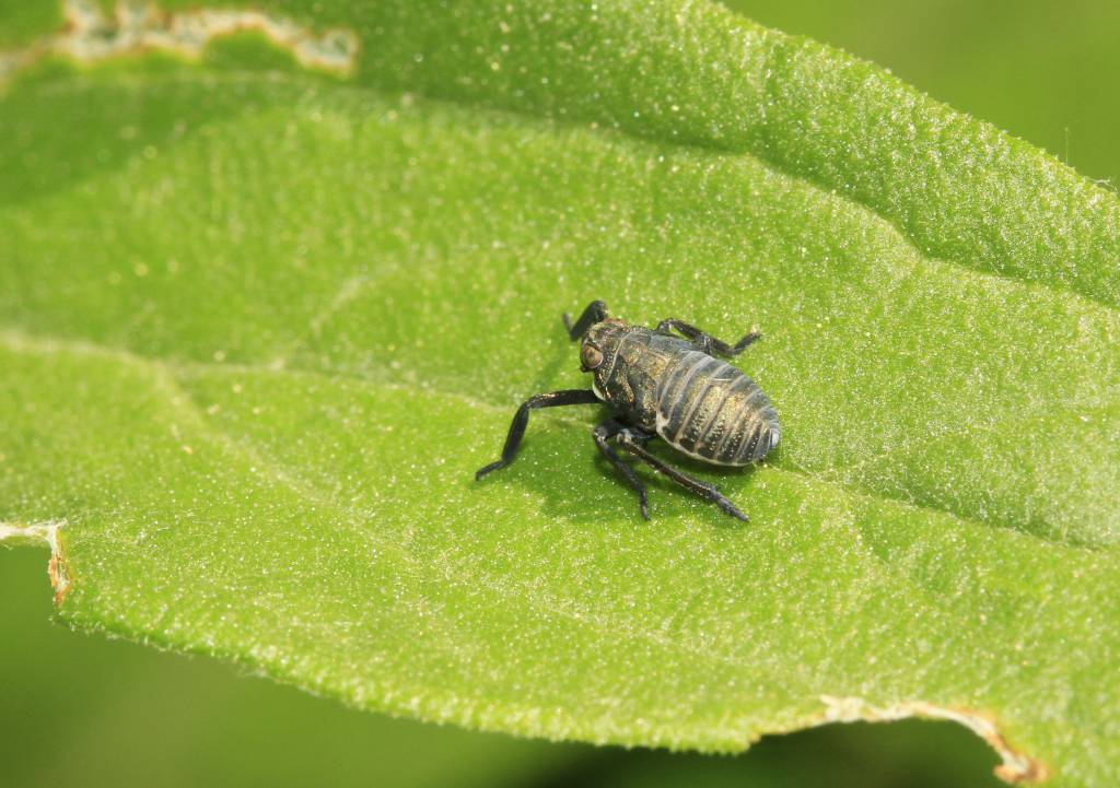 Dictyopharidae -2