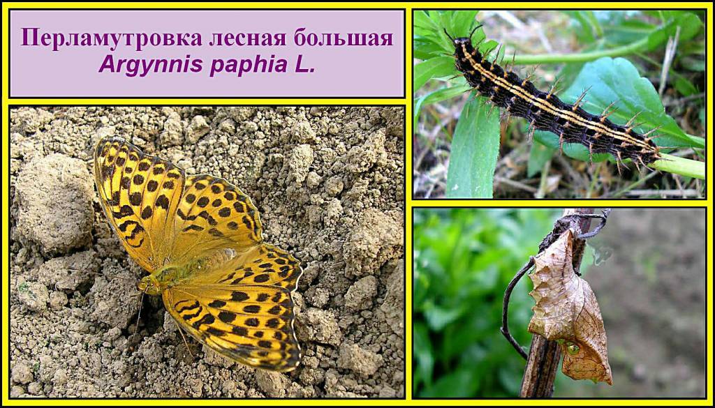 Argynnis paphia - Перламутровка большая лесная