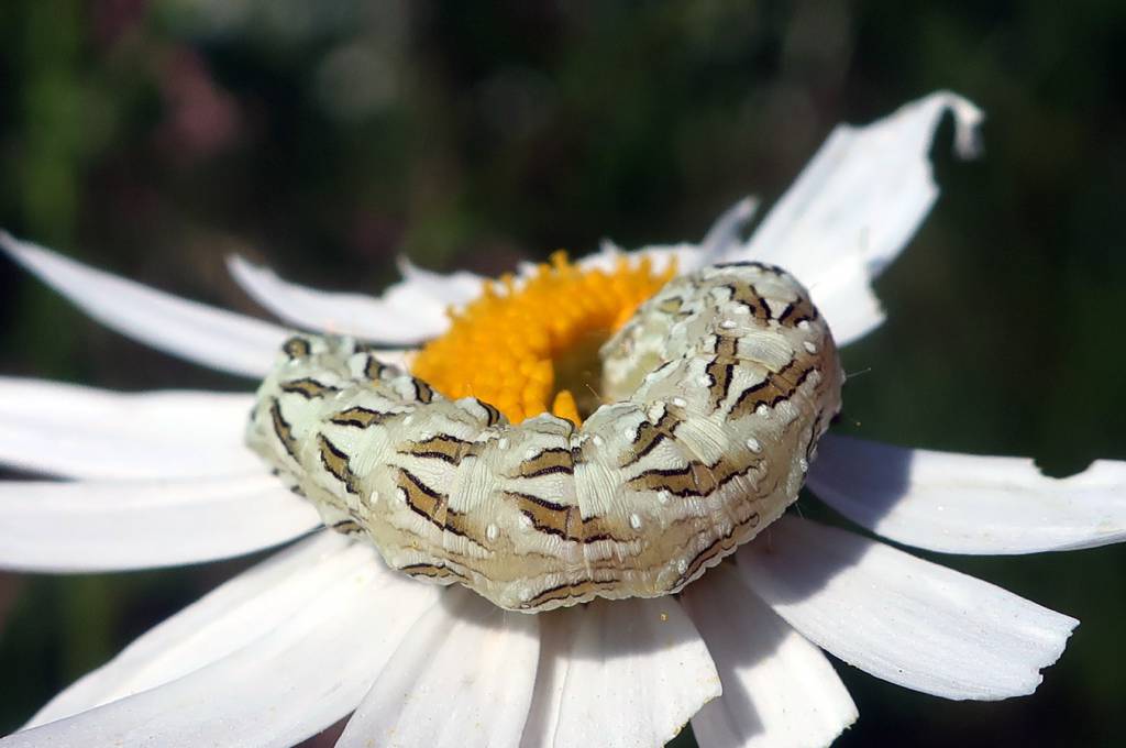 Cucullia chamomillae - Капюшонница ромашковая