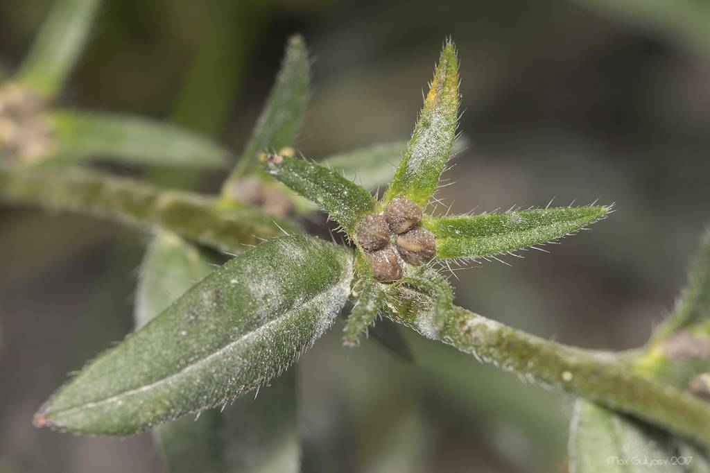 Buglossoides arvensis - Буглоссоидес полевой, Воробейник полевой