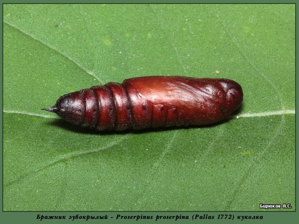Proserpinus proserpina - Бражник Прозерпина