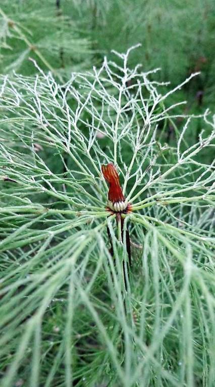Equisetum sylvaticum - Хвощ лесной
