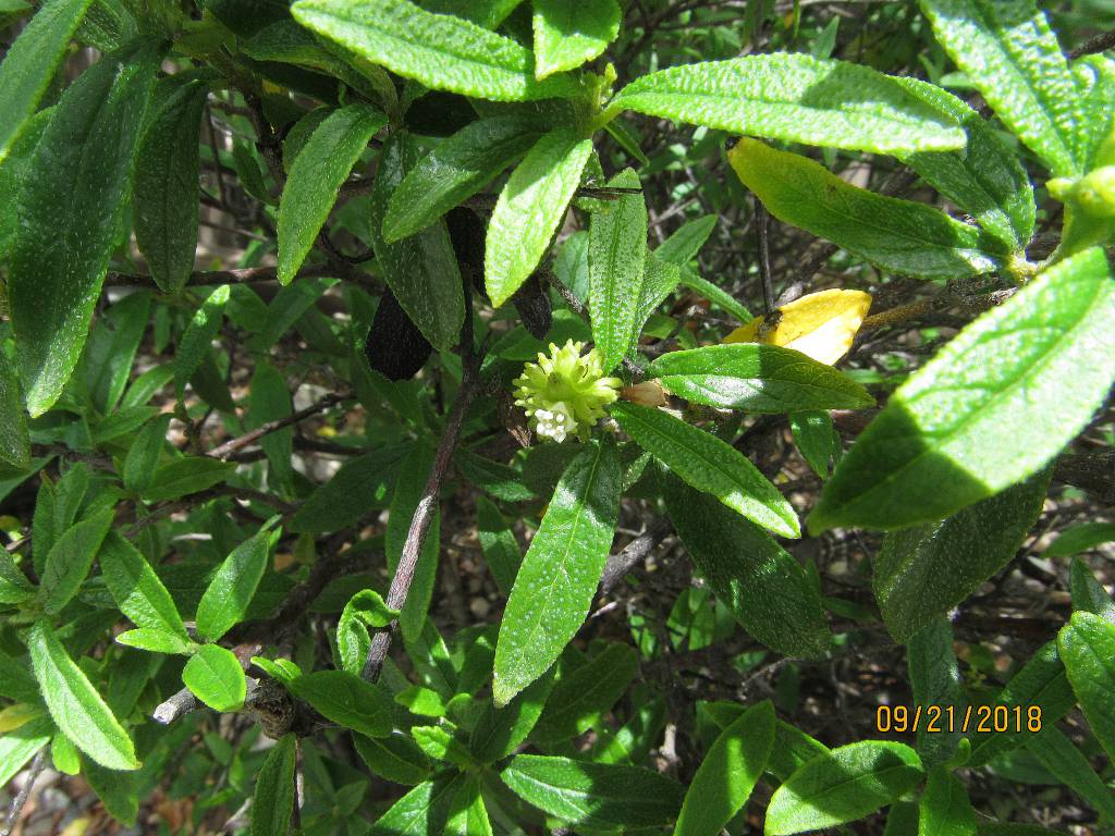 Cordia bahamensis