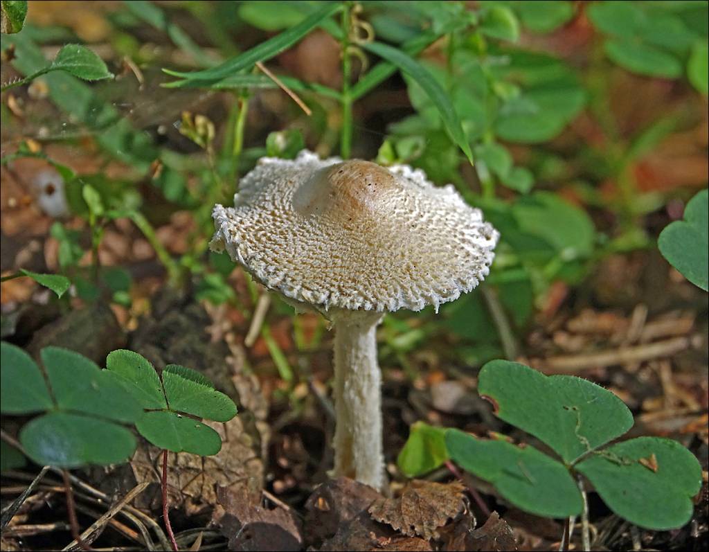 Lepiota clypeolaria - Зонтик мелкощитовидный