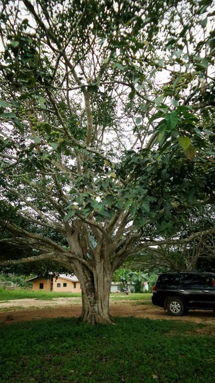Ficus polita