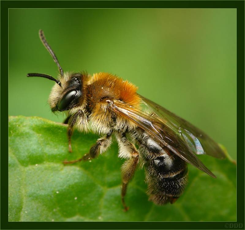 Одиночная пчела андрена (Andrena sp.)