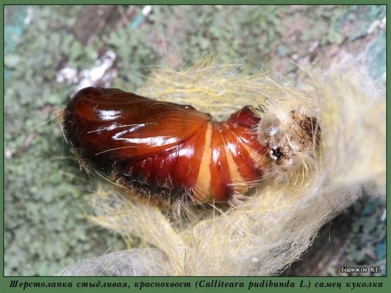 Calliteara pudibunda - Шерстолапка стыдливая (краснохвост)