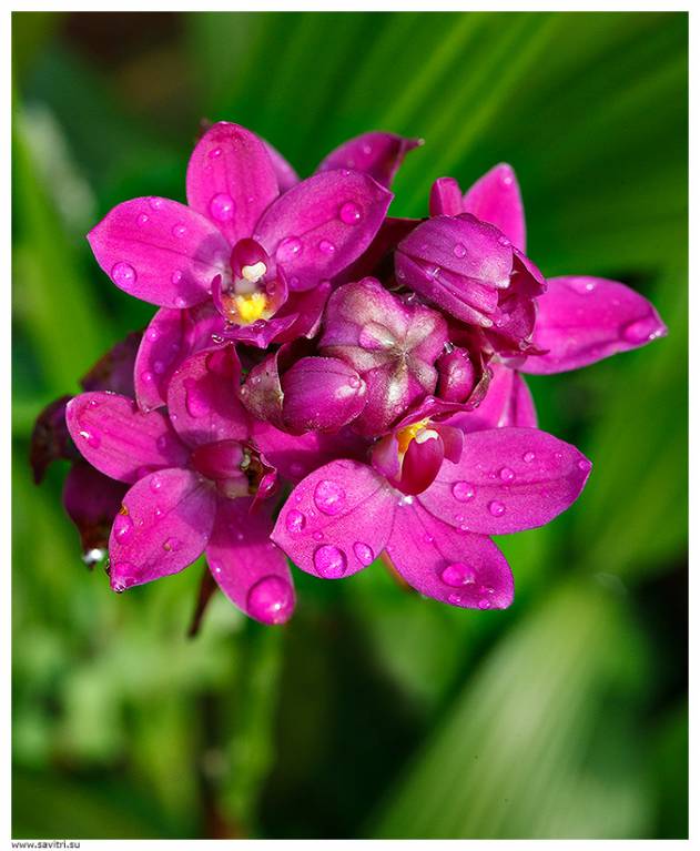 Утренние орхидеи - Букет Индии