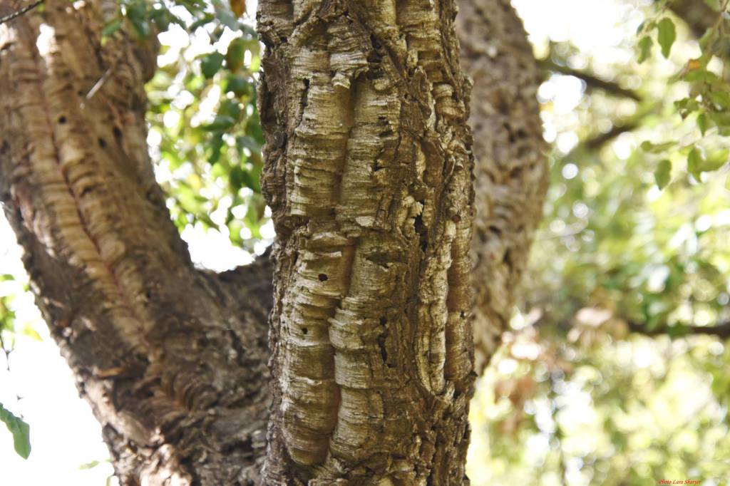 Quercus suber - Дуб пробковый