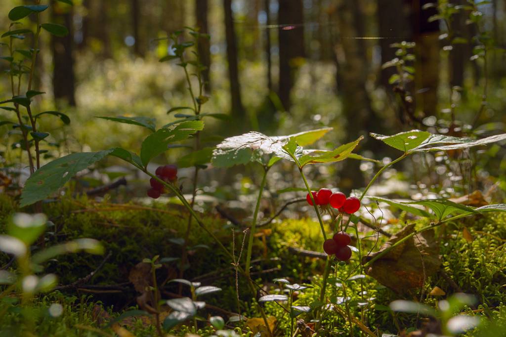 Rubus saxatilis - Костяника