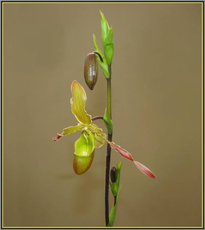 орхидея-туфелька